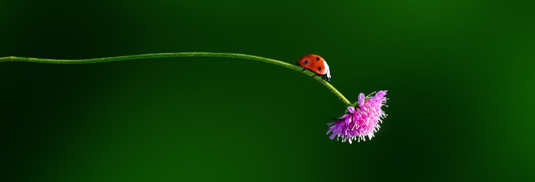 shutterstock 2753798233